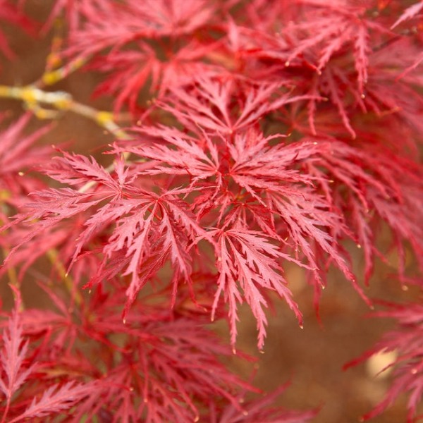 Red Dragon Dwarf Japanese Maple