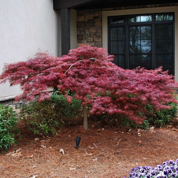 Red Dragon Dwarf Japanese Maple