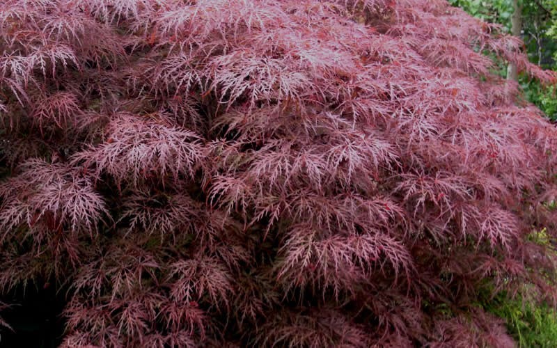 Red Dragon Dwarf Japanese Maple