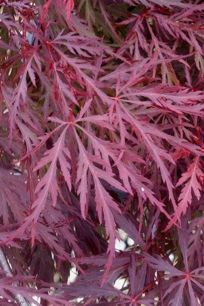 Red Dragon Dwarf Japanese Maple