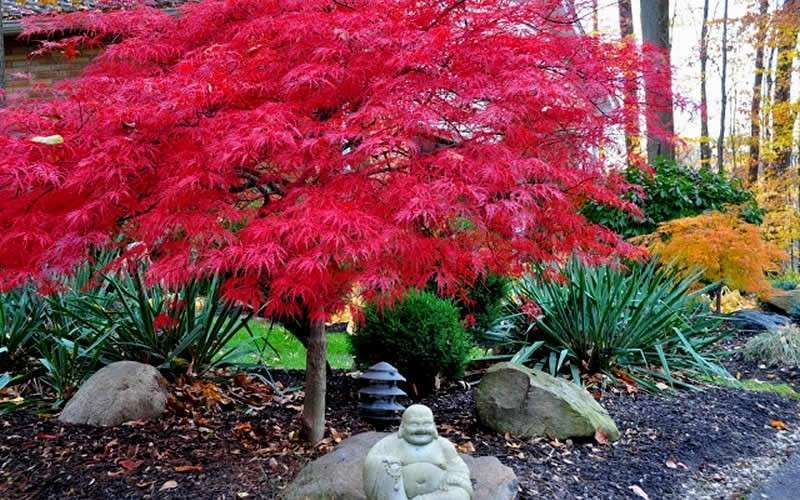 Red Dragon Dwarf Japanese Maple