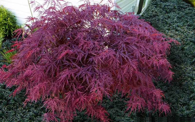 Red Dragon Dwarf Japanese Maple