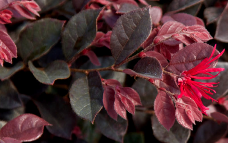 Purple Daydream Dwarf Loropetalum