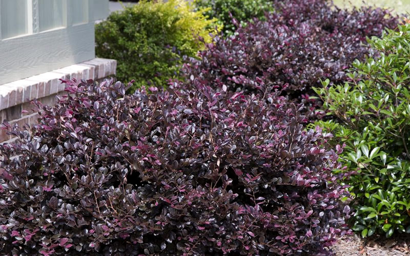 Purple Daydream Dwarf Loropetalum