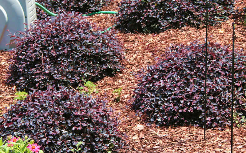 Purple Daydream Dwarf Loropetalum