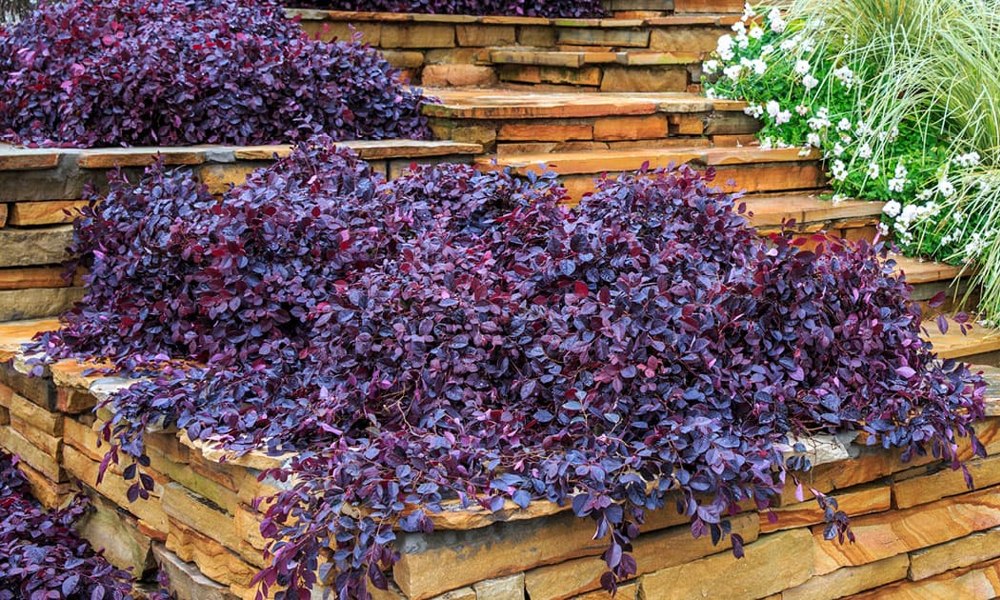 Purple Daydream Dwarf Loropetalum