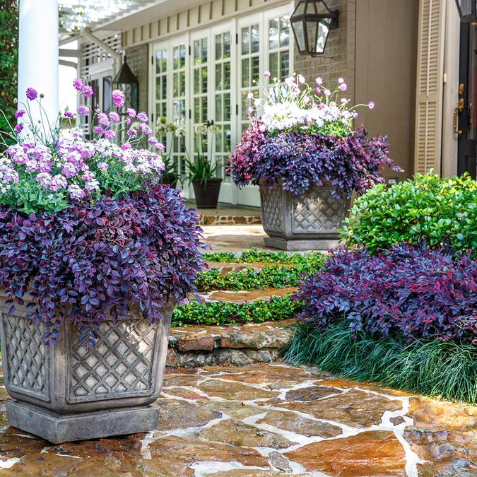 Purple Daydream Dwarf Loropetalum