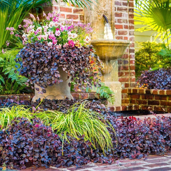 Purple Daydream Dwarf Loropetalum