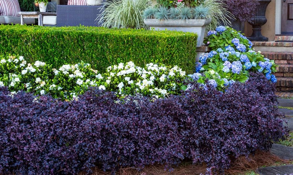 Purple Daydream Dwarf Loropetalum