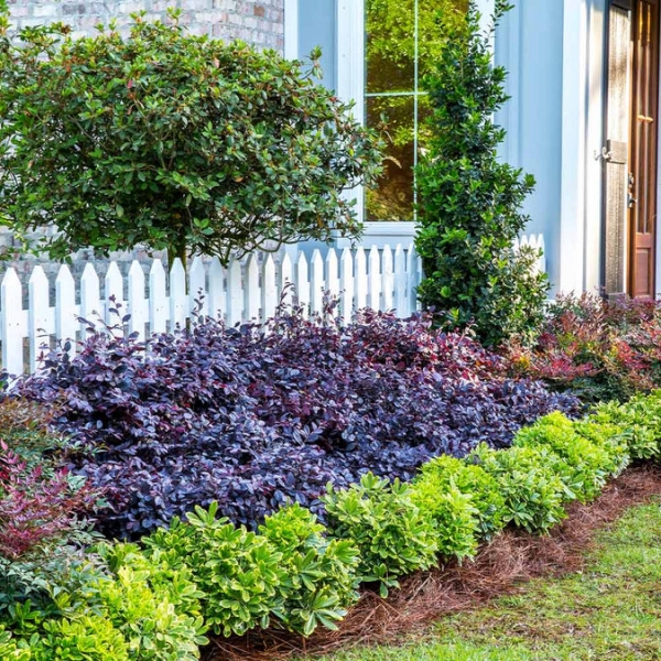 Purple Daydream Dwarf Loropetalum