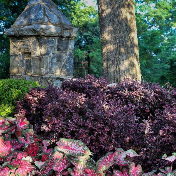 Purple Daydream Dwarf Loropetalum