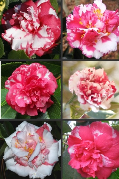 Sacred Dance Camellia Japonica 