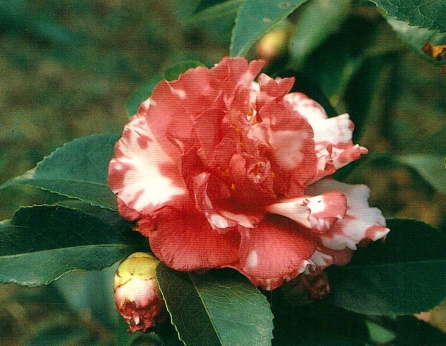 Sacred Dance Camellia Japonica 