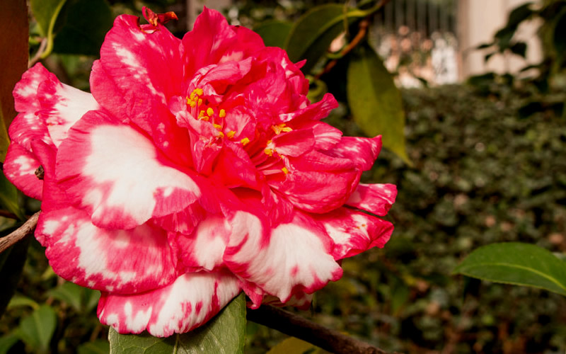 Sacred Dance Camellia Japonica 