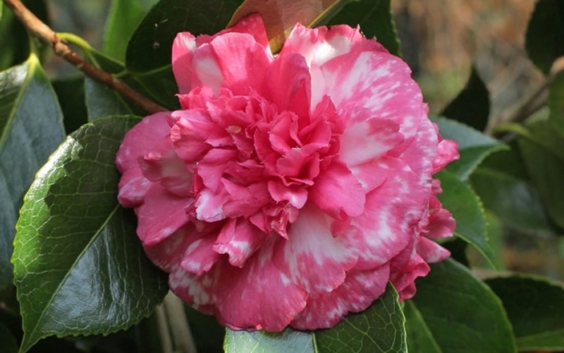 Sacred Dance Camellia Japonica 
