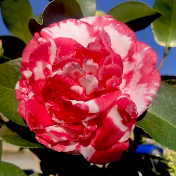 Sacred Dance Camellia Japonica 