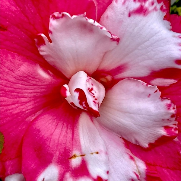 Sacred Dance Camellia Japonica 