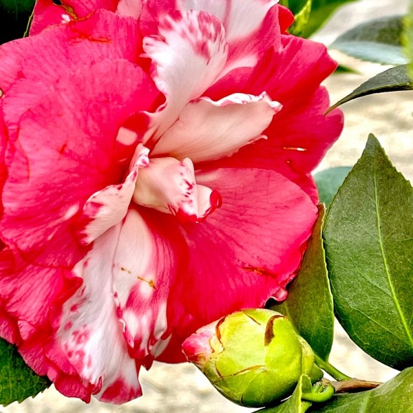 Sacred Dance Camellia Japonica 