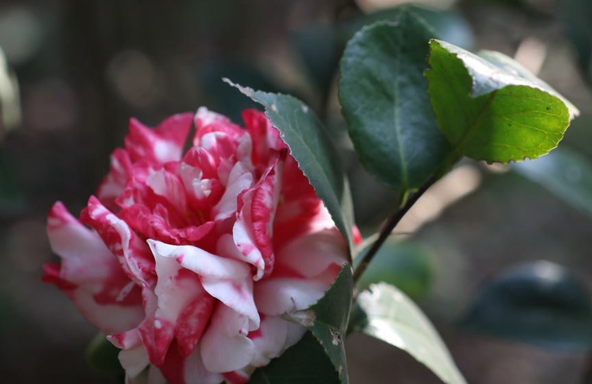 Sacred Dance Camellia Japonica 