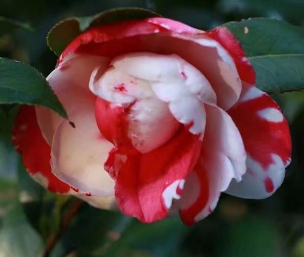 Sacred Dance Camellia Japonica 