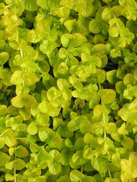Golden Creeping Jenny