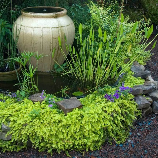 Golden Creeping Jenny