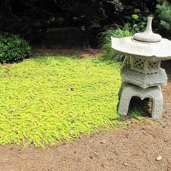 Golden Creeping Jenny