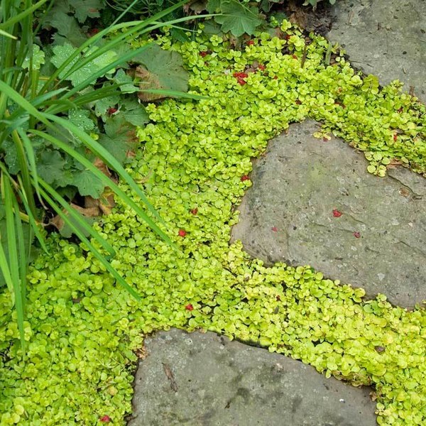 Golden Creeping Jenny