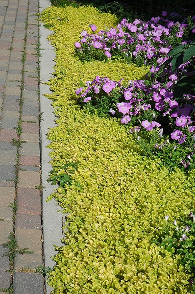 Golden Creeping Jenny