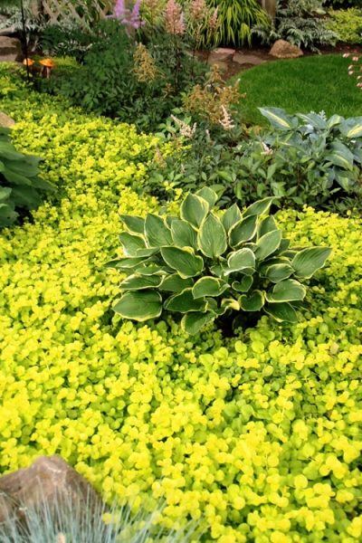 Golden Creeping Jenny