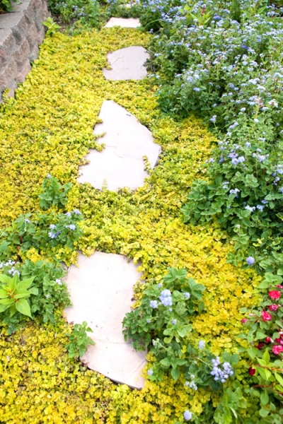 Golden Creeping Jenny
