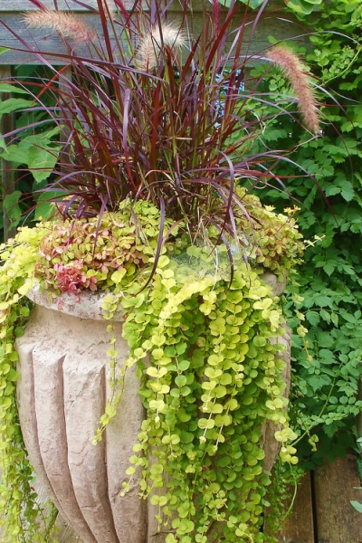 Golden Creeping Jenny