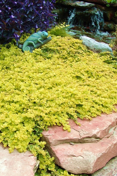 Golden Creeping Jenny
