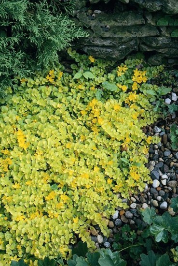 Golden Creeping Jenny
