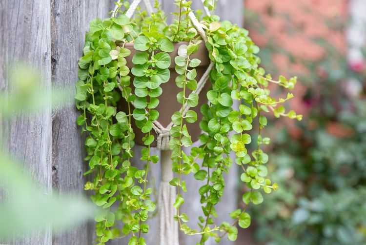 Golden Creeping Jenny