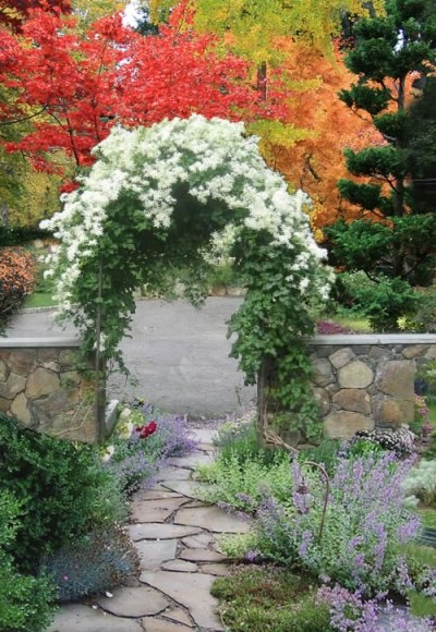Sweet autumn clematis