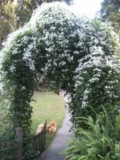 Sweet autumn clematis