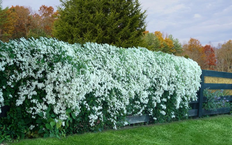 Sweet autumn clematis