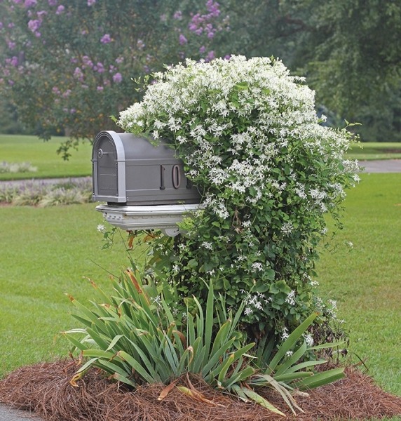 Sweet autumn clematis