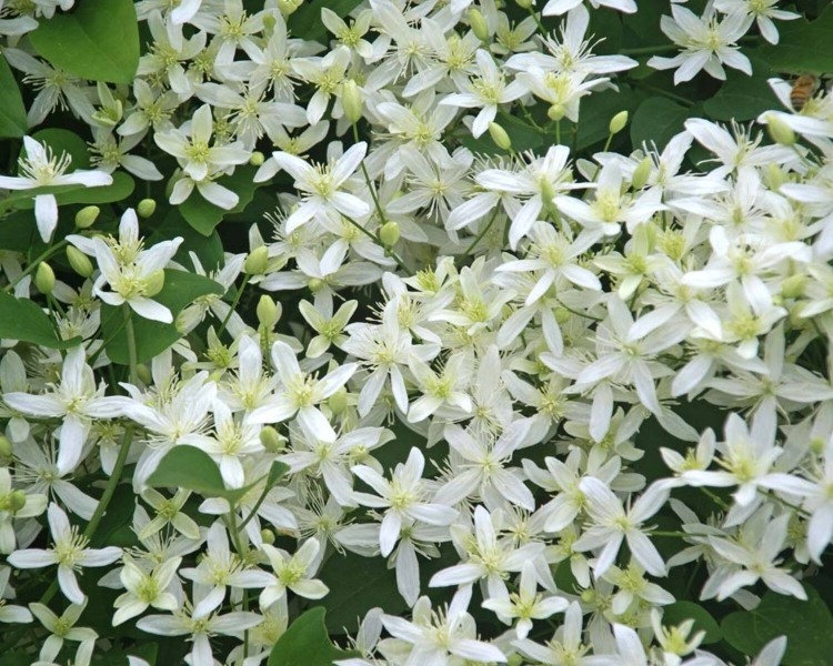 Sweet autumn clematis