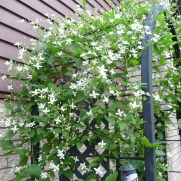 Sweet autumn clematis