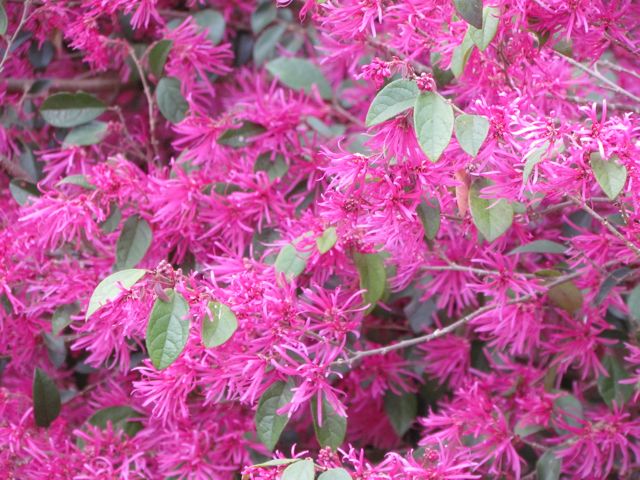 Zhuzhou Loropetalum