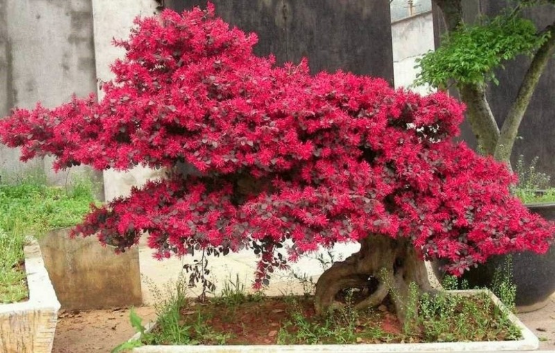 Zhuzhou Loropetalum