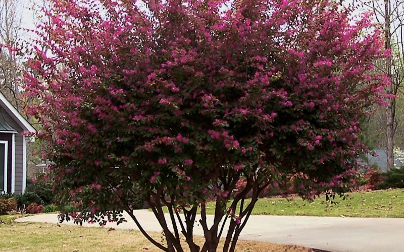 Zhuzhou Loropetalum