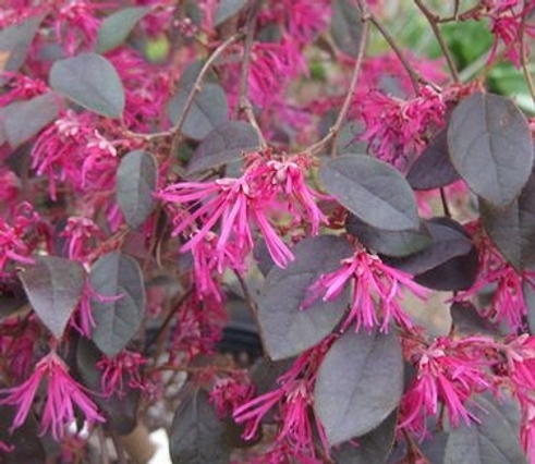 Zhuzhou Loropetalum