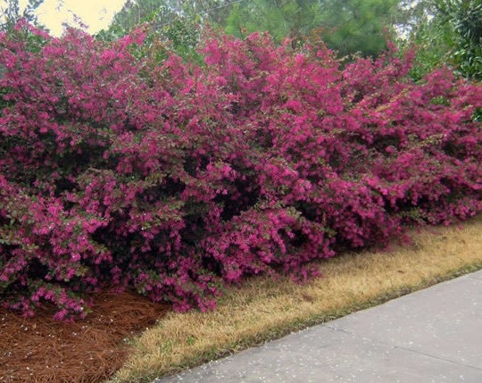Zhuzhou Loropetalum