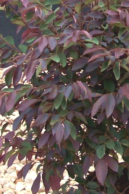 Zhuzhou Loropetalum