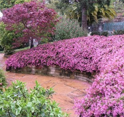 Zhuzhou Loropetalum