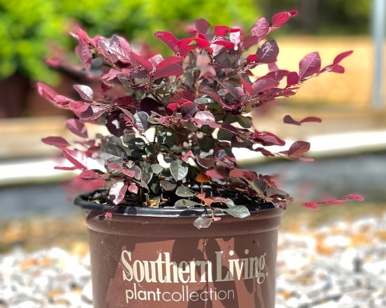 Purple Diamond Loropetalum