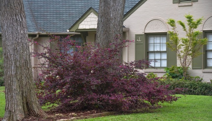 Purple Diamond Loropetalum